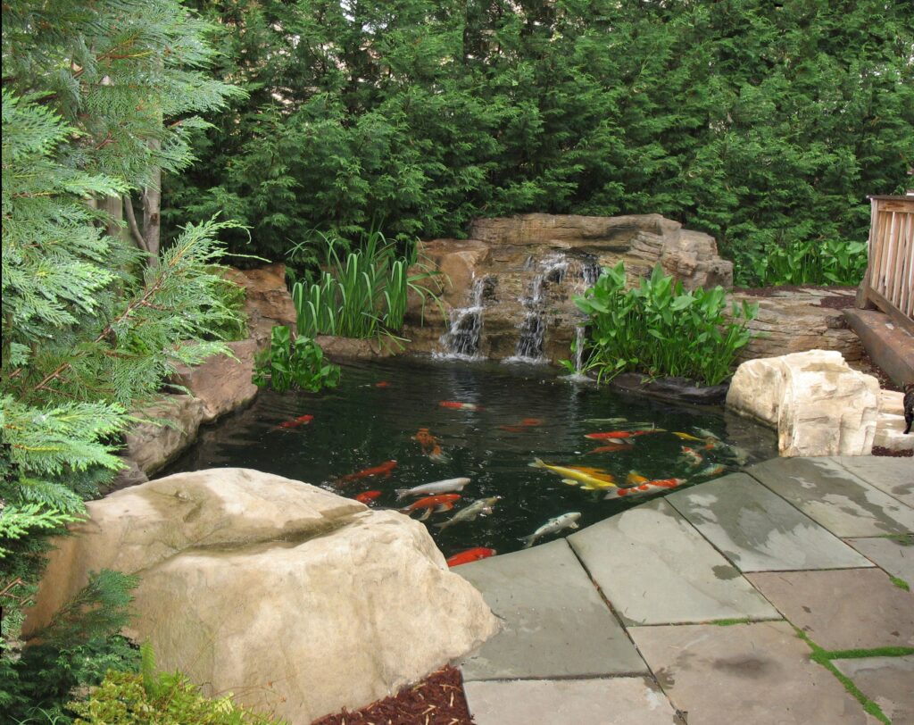 Small courtyard koi pond