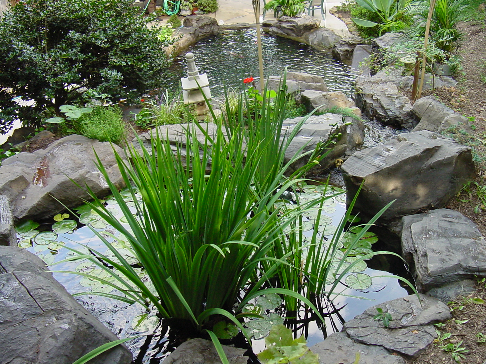 HOLLY KOI pond top down