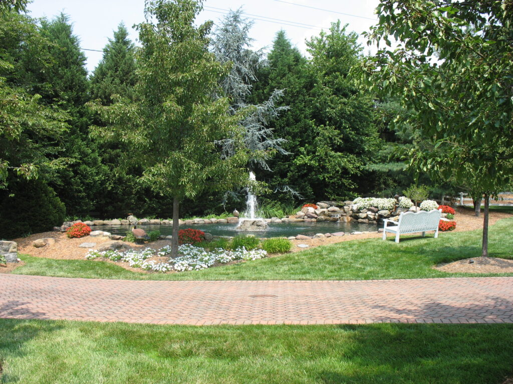 36,000 gal koi pond in the sun