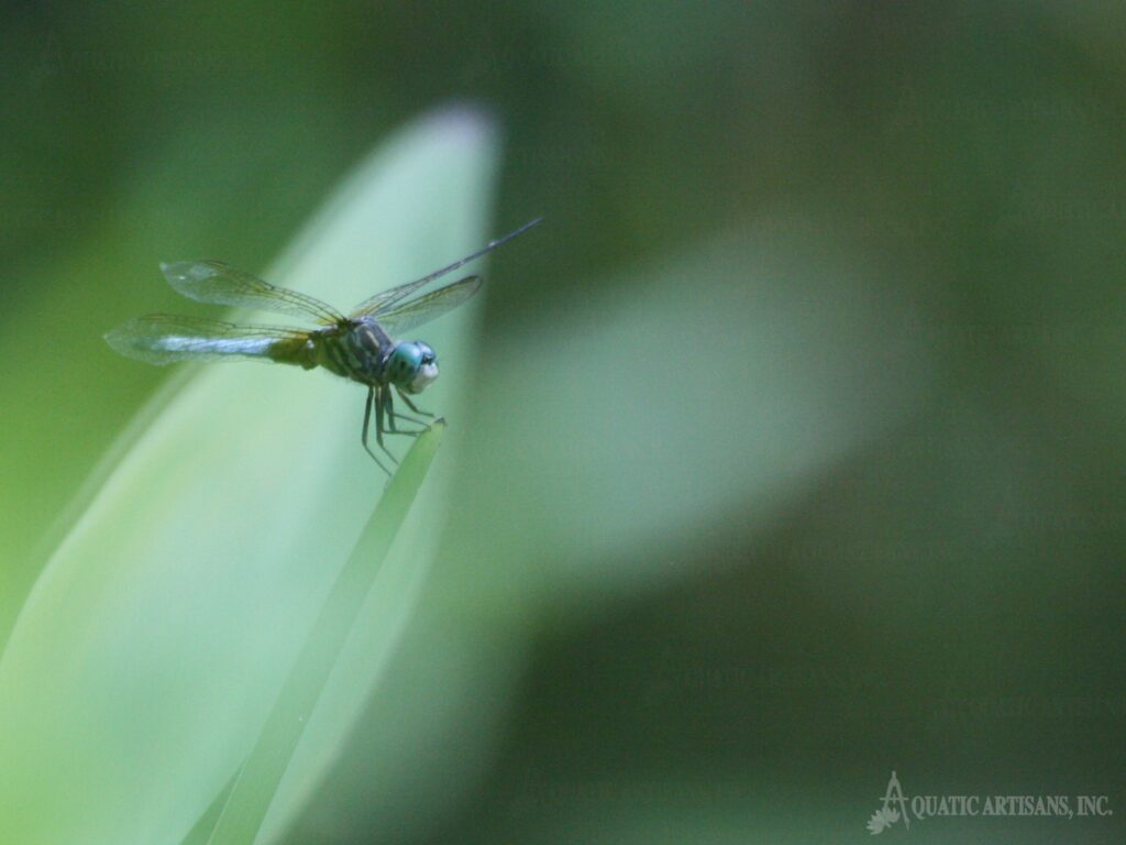 Ingeborg Dragonfly