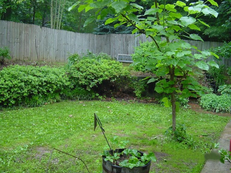 SWIM koi pond with upper Lily pond2