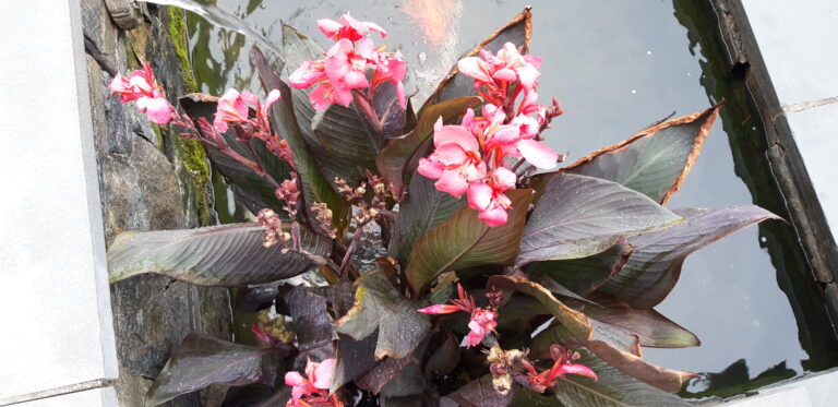 pink water canna