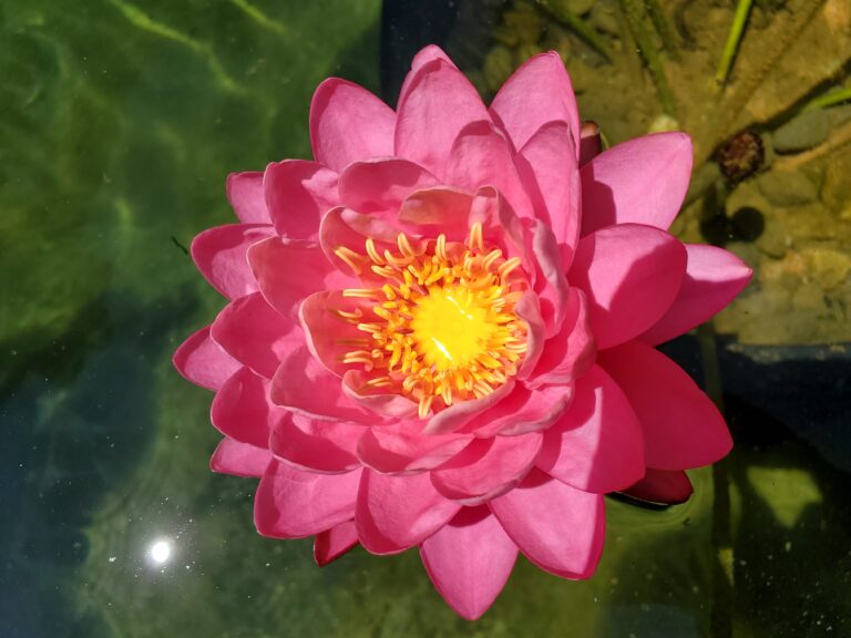 vivid pink waterlily