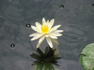 white waterlily