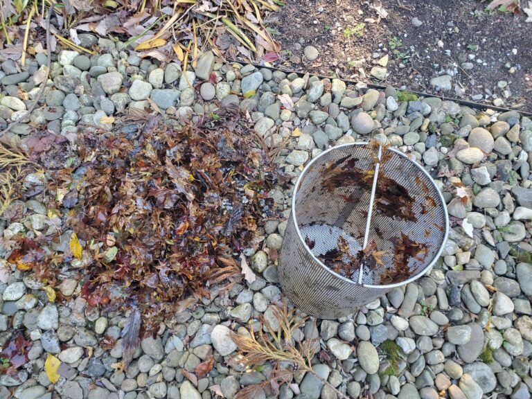Strainer basket showing fall leaves removed from the pond