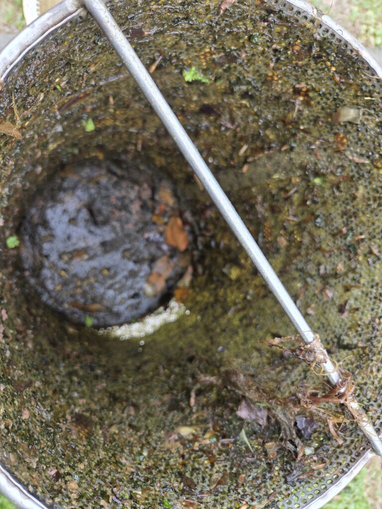 The inside of the stainless steel basket covered in algae collected from the pond