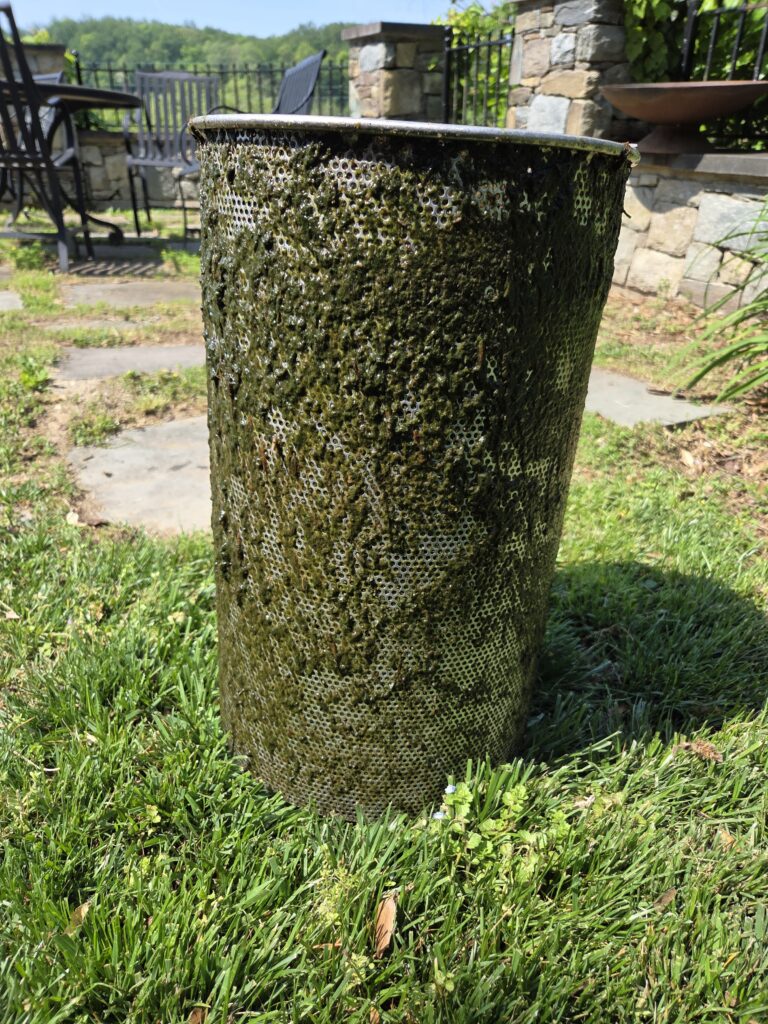 The outside of the stainless steel basket covered in algae collected from the pond
